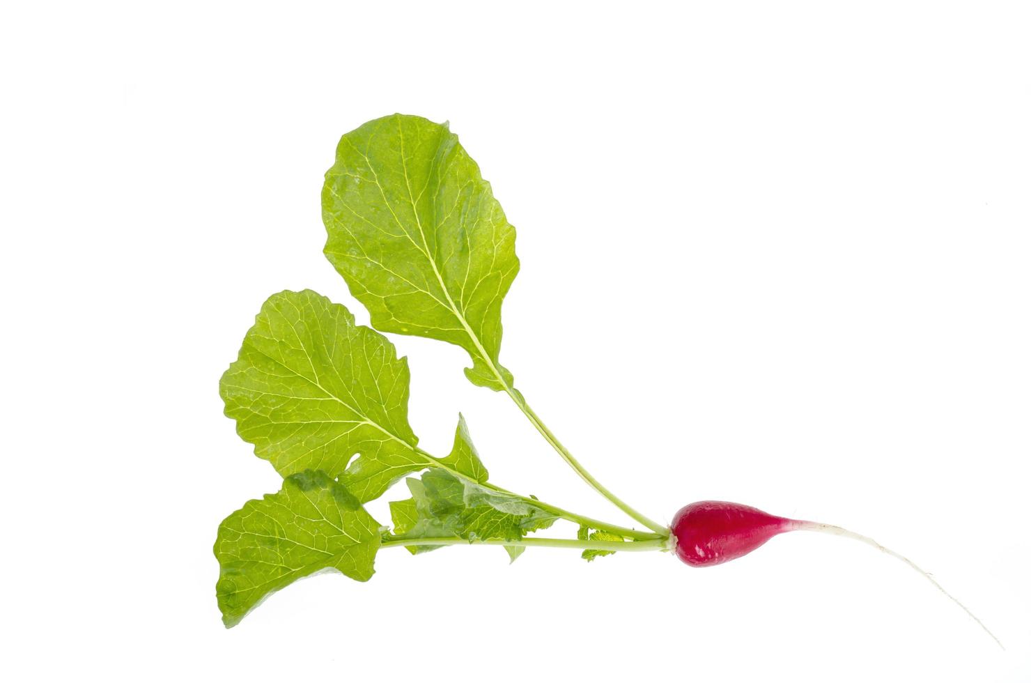 verse rode radijs met groene bladeren geïsoleerd op een witte achtergrond. foto