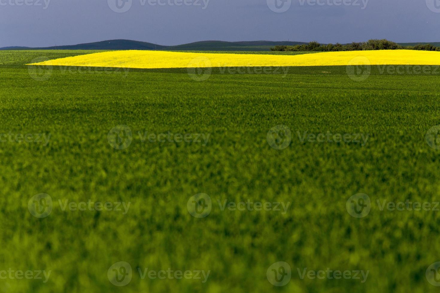 saskatchewan veld landbouw foto