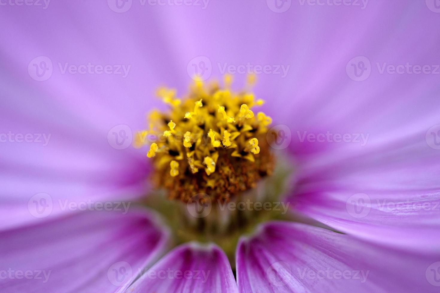 close-up bloemen foto