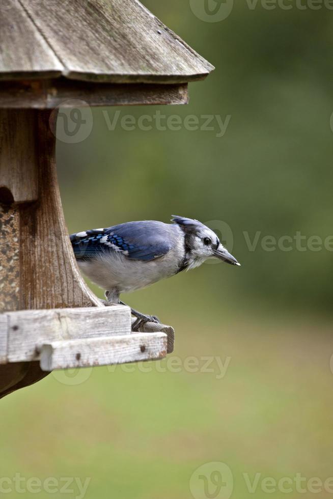 blauwe gaai bij feeder foto