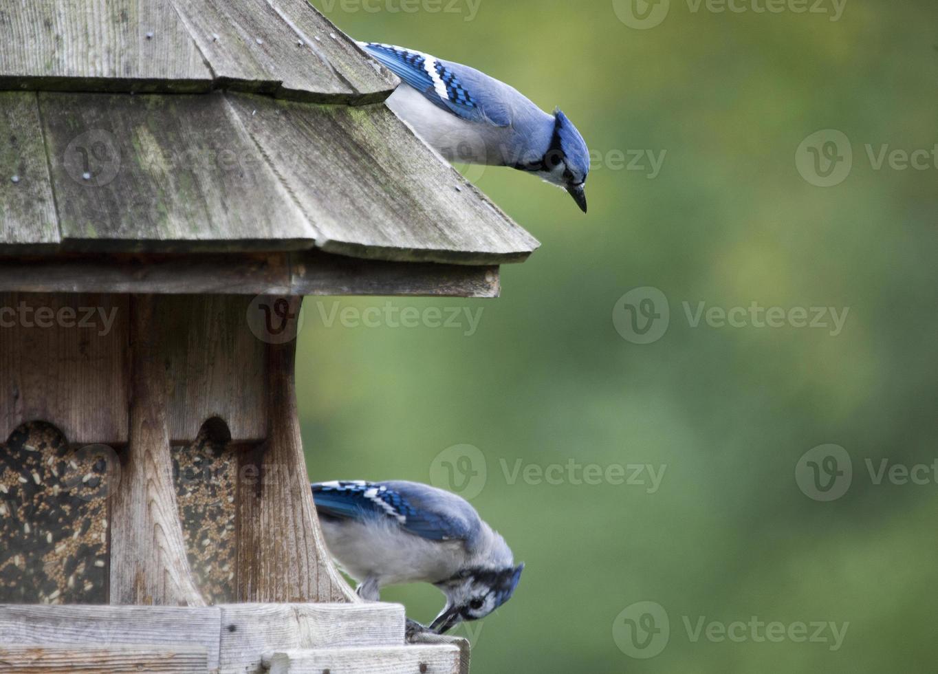 blauwe gaai bij feeder foto