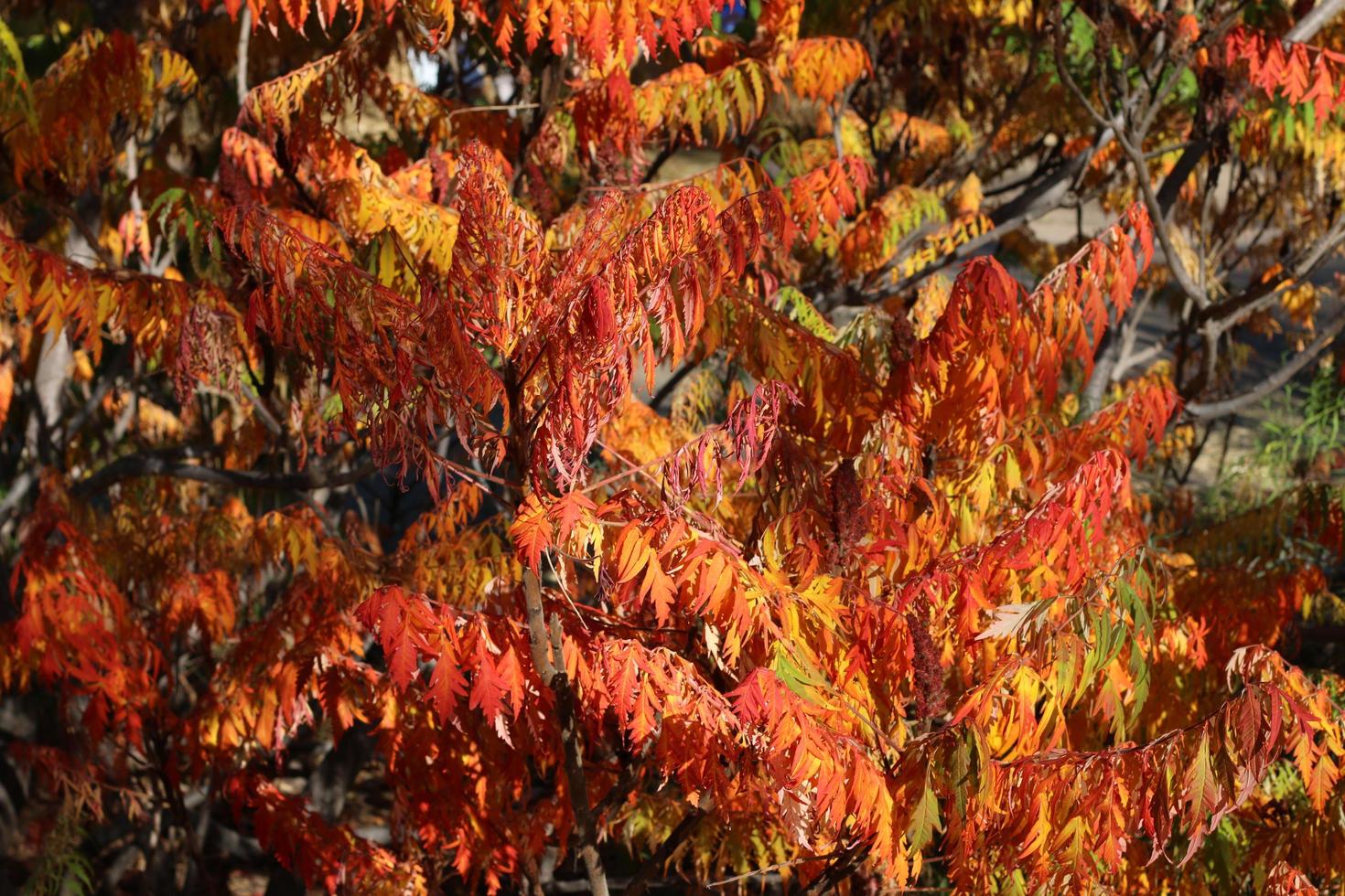 natuurlijke landschappen open ruimte foto