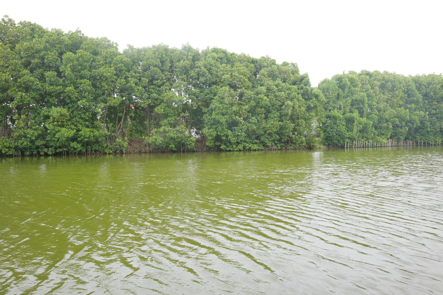 mangrovebomen aan de rand van het moeras foto