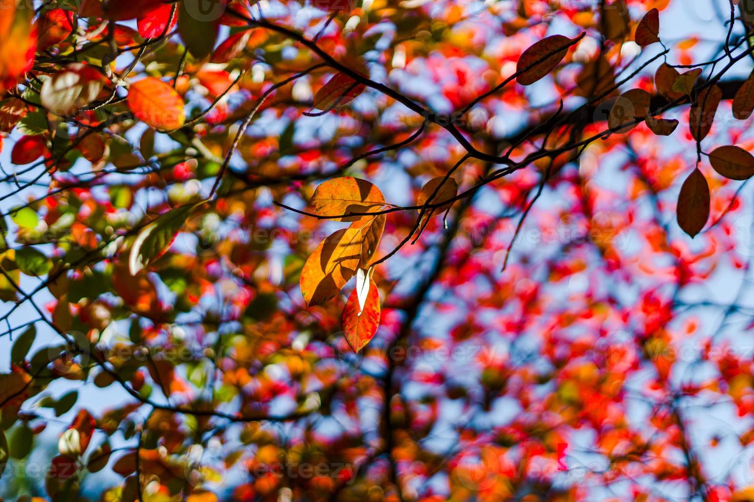 herfst in de stad Straatsburg, zonlicht en kleuren, uitzicht op straat foto