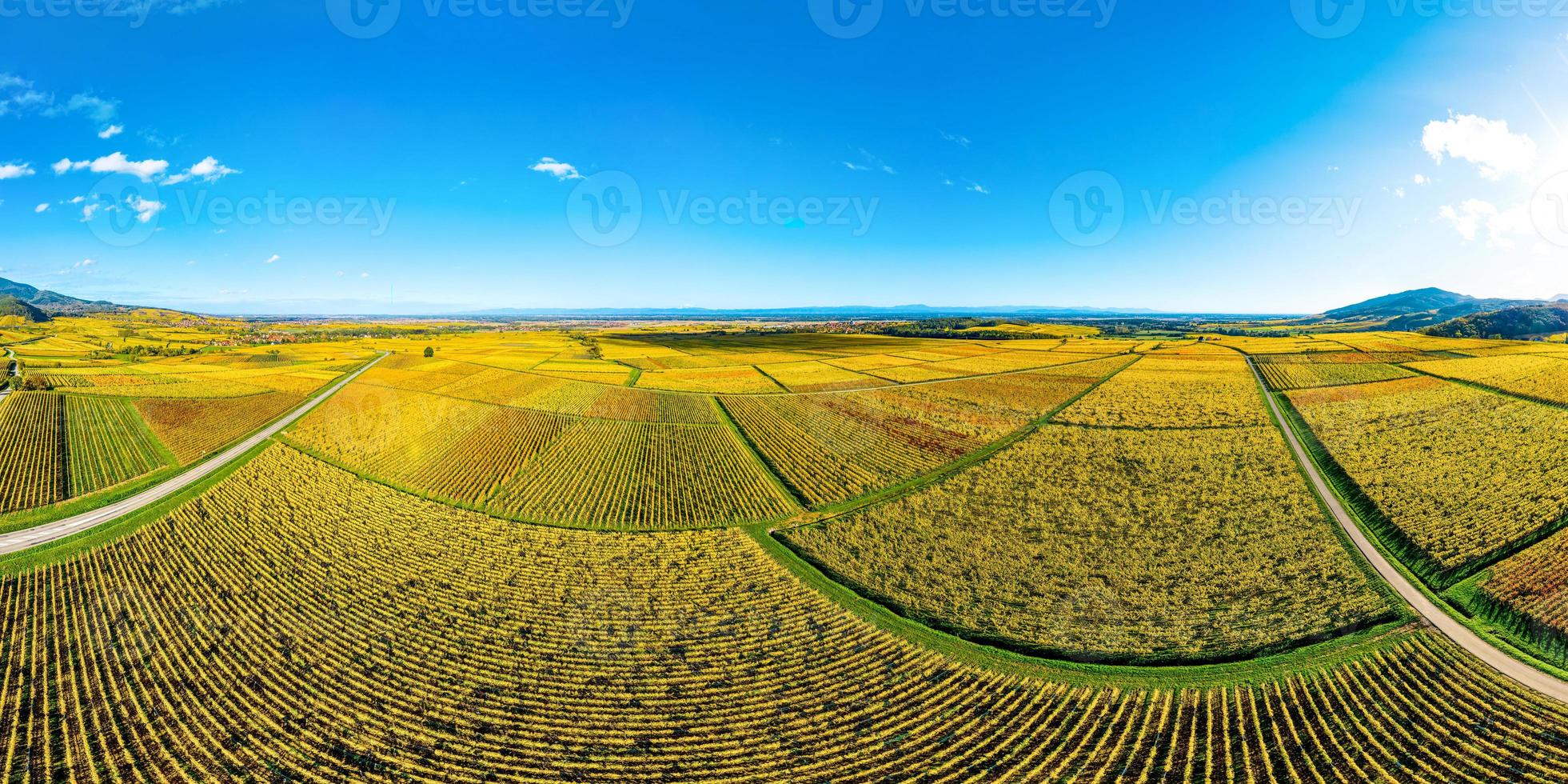 panoramisch uitzicht op de prachtige wijngaarden van de Elzas in de herfst. heldere gele kleur overheerst. foto