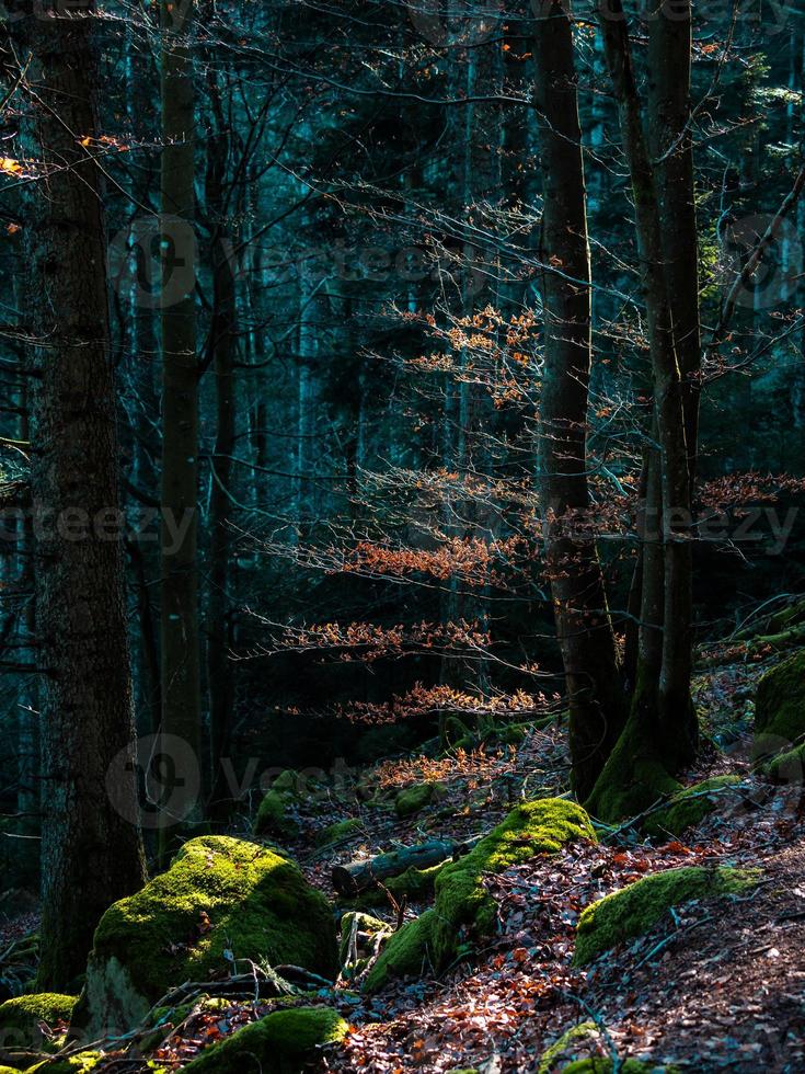 felle herfstkleuren in de vogezen. Elzas. foto