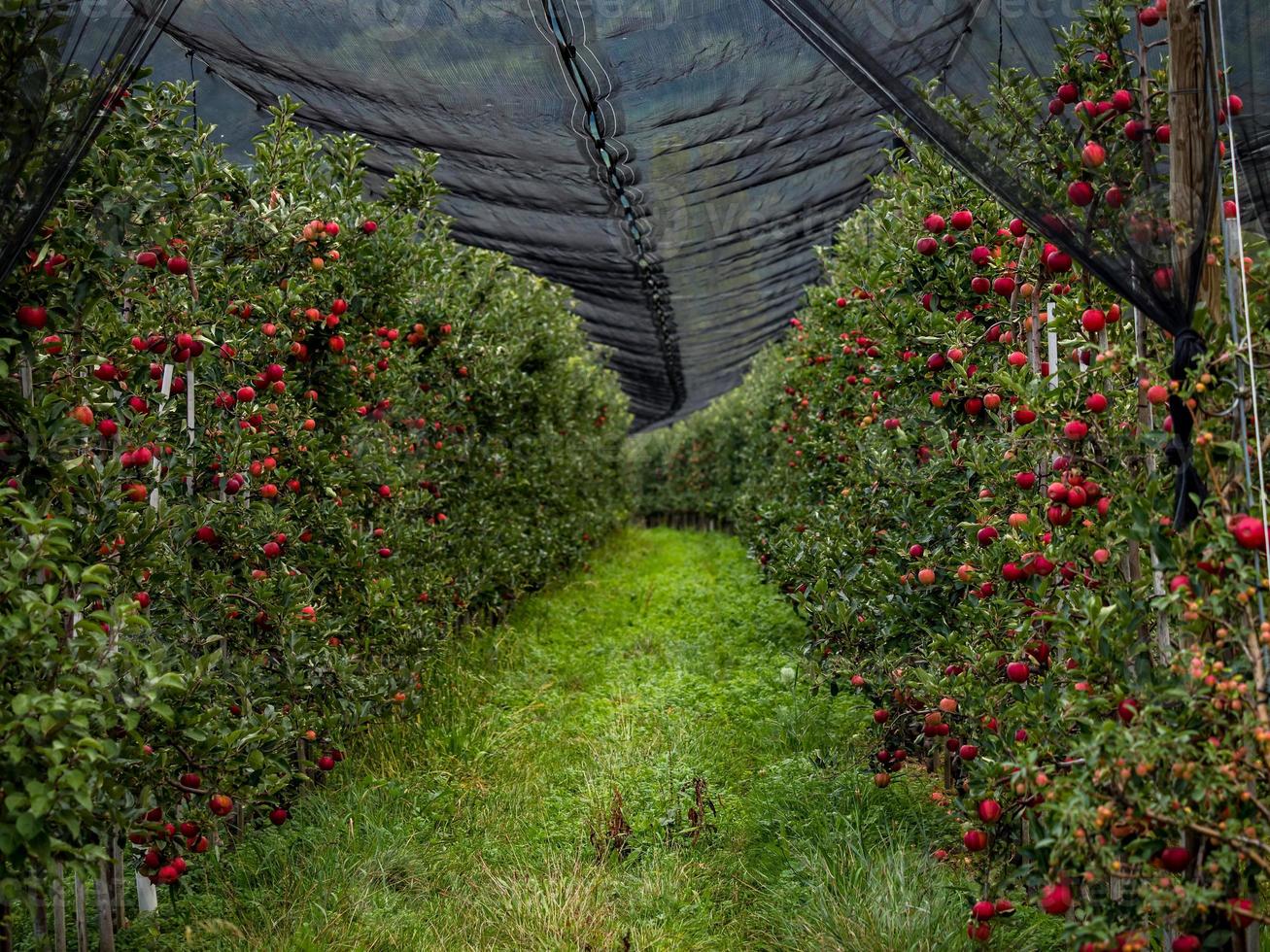 de appels zijn rijp. appelplukseizoen. zwarte Woud. Duitsland foto