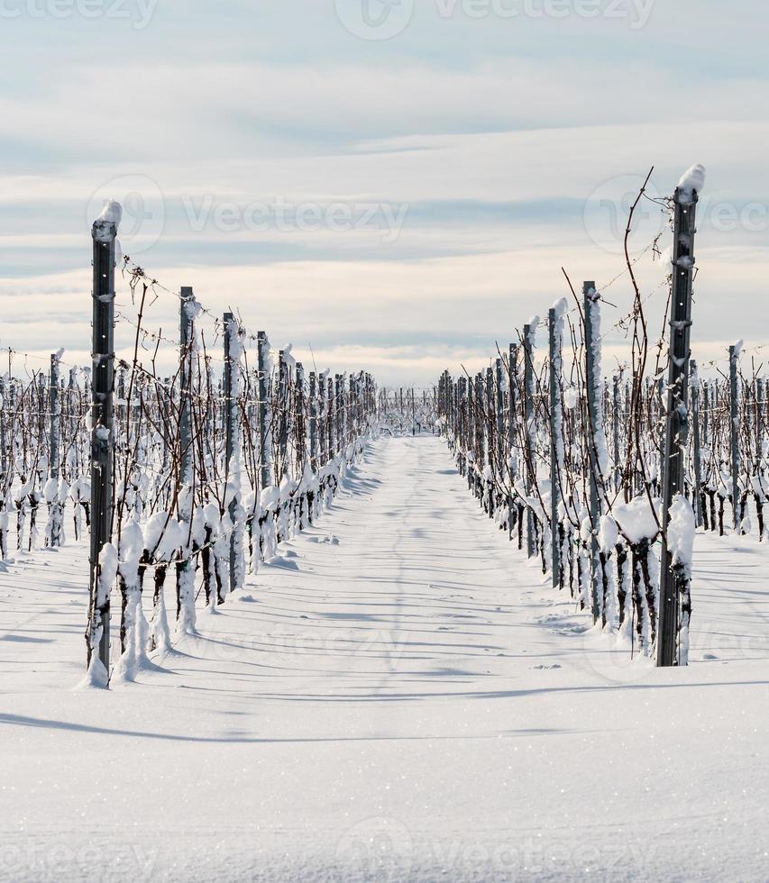 Elzas wijngaarden onder zware sneeuwval op een zonnige winterdag. details en bovenaanzicht. foto