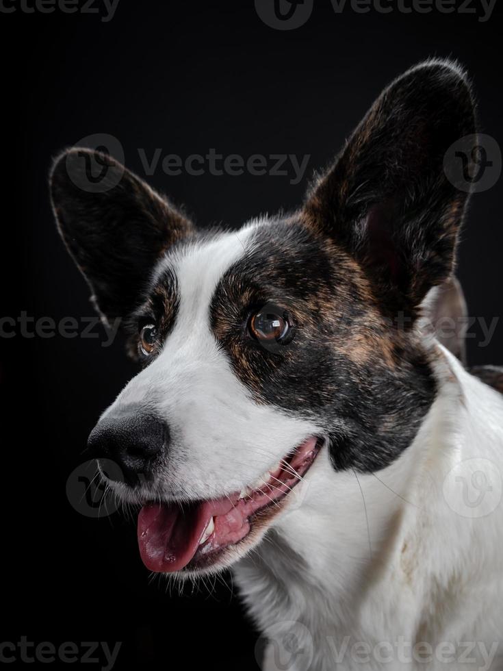 mooie bruine corgi hond close-up emotioneel portret foto