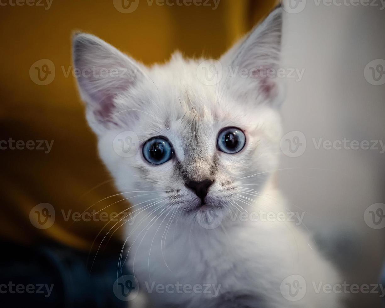 wit katje met blauwe ogen op een bank foto