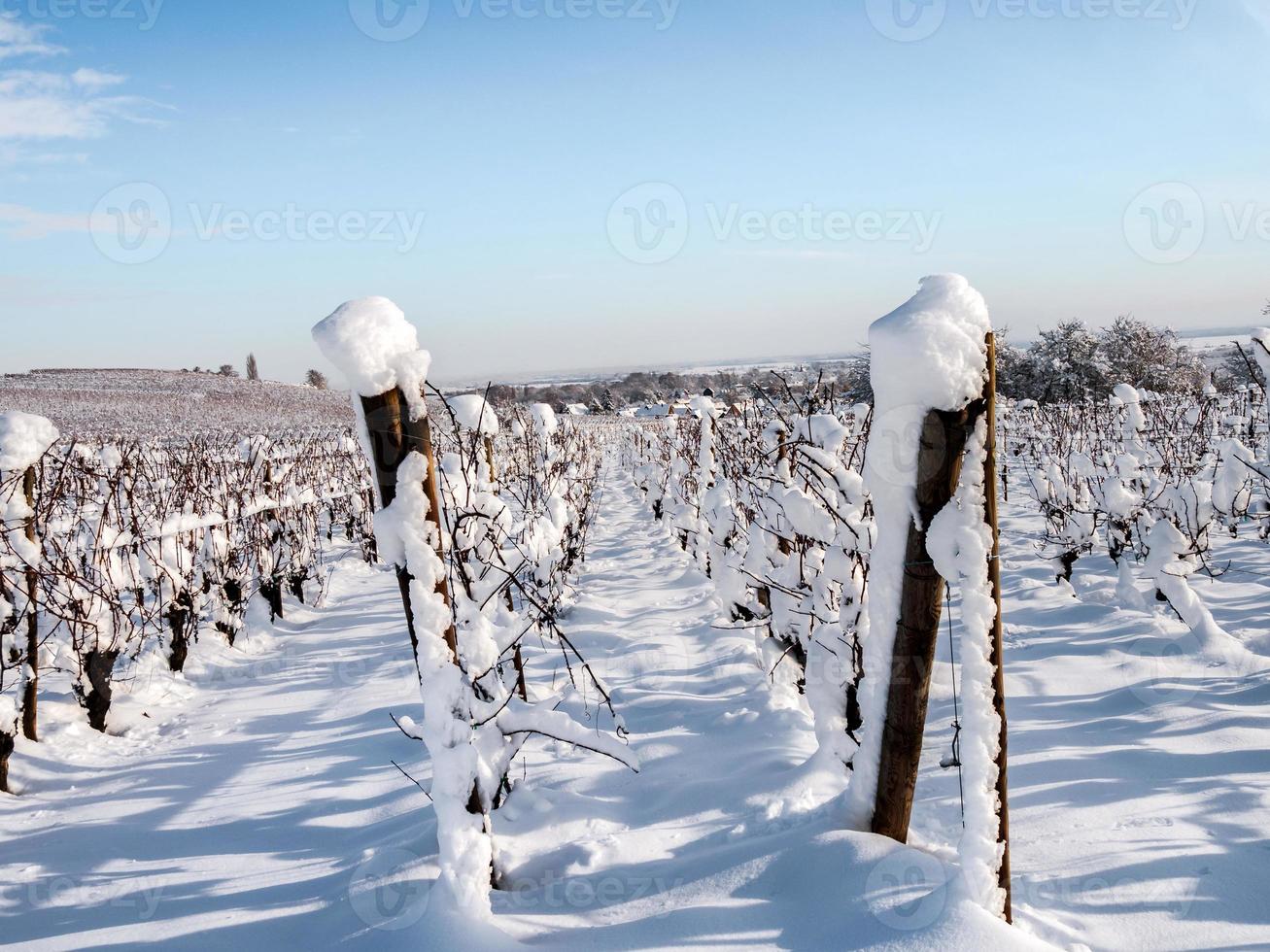 Elzas wijngaarden onder zware sneeuwval op een zonnige winterdag. details en bovenaanzicht. foto