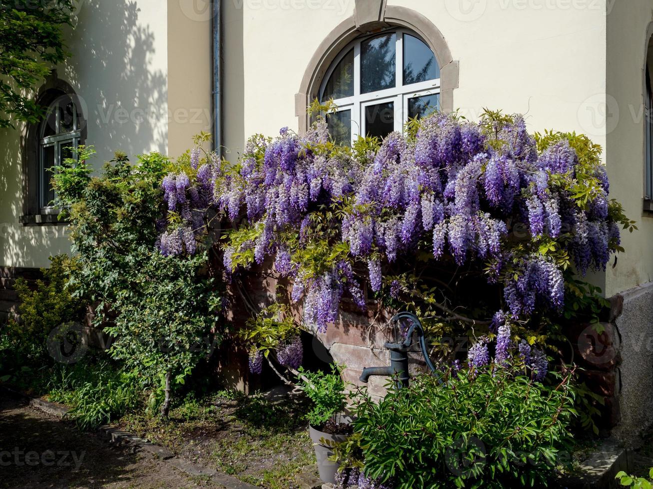 prachtige violette glicinia bloeiend in de lente, straatsburg foto