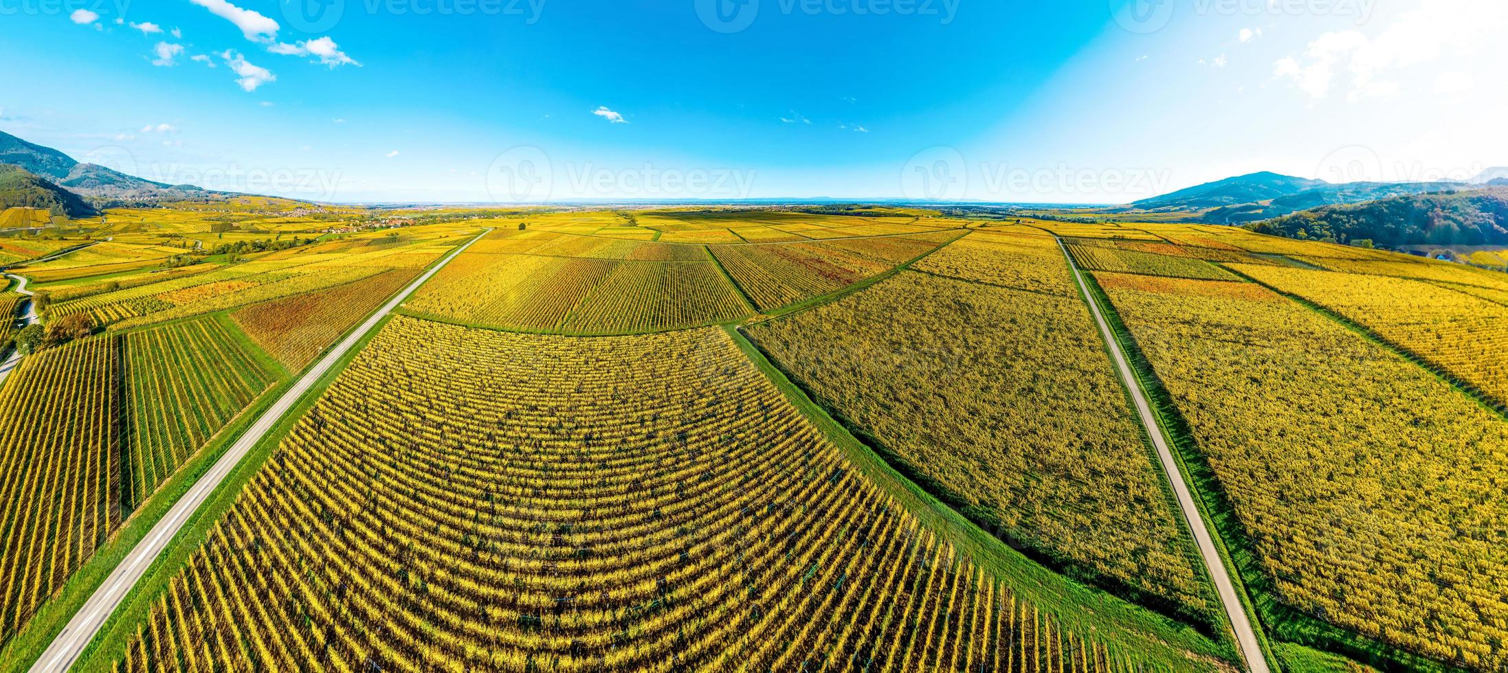 panoramisch uitzicht op de prachtige wijngaarden van de Elzas in de herfst. heldere gele kleur overheerst. foto