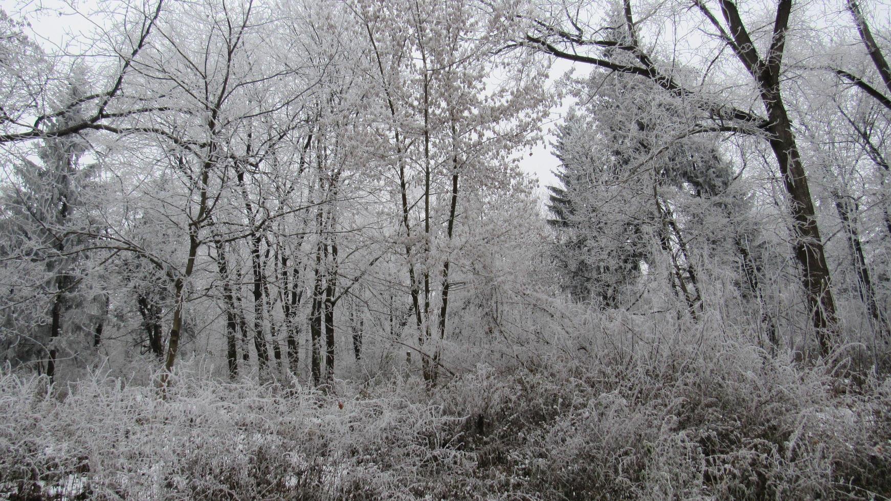 winterbos bedekt met sneeuw. landschap met bos in de winter. foto