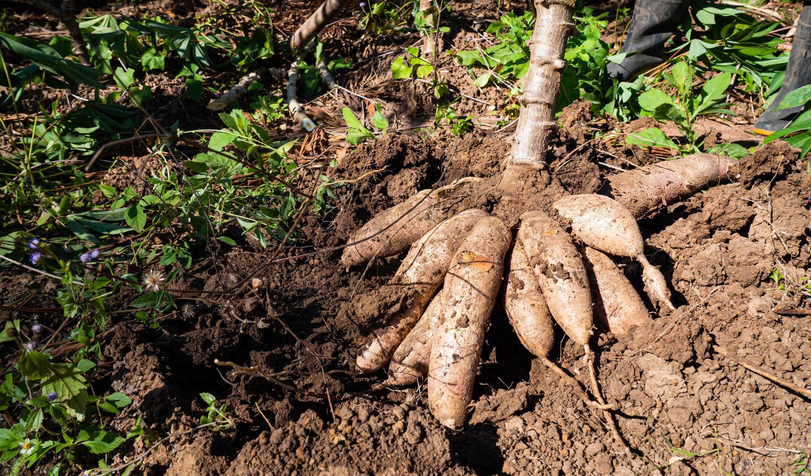 cassave wordt ondergronds opgegraven. bosjes landbouwproducten die ondergronds worden gekweekt. foto