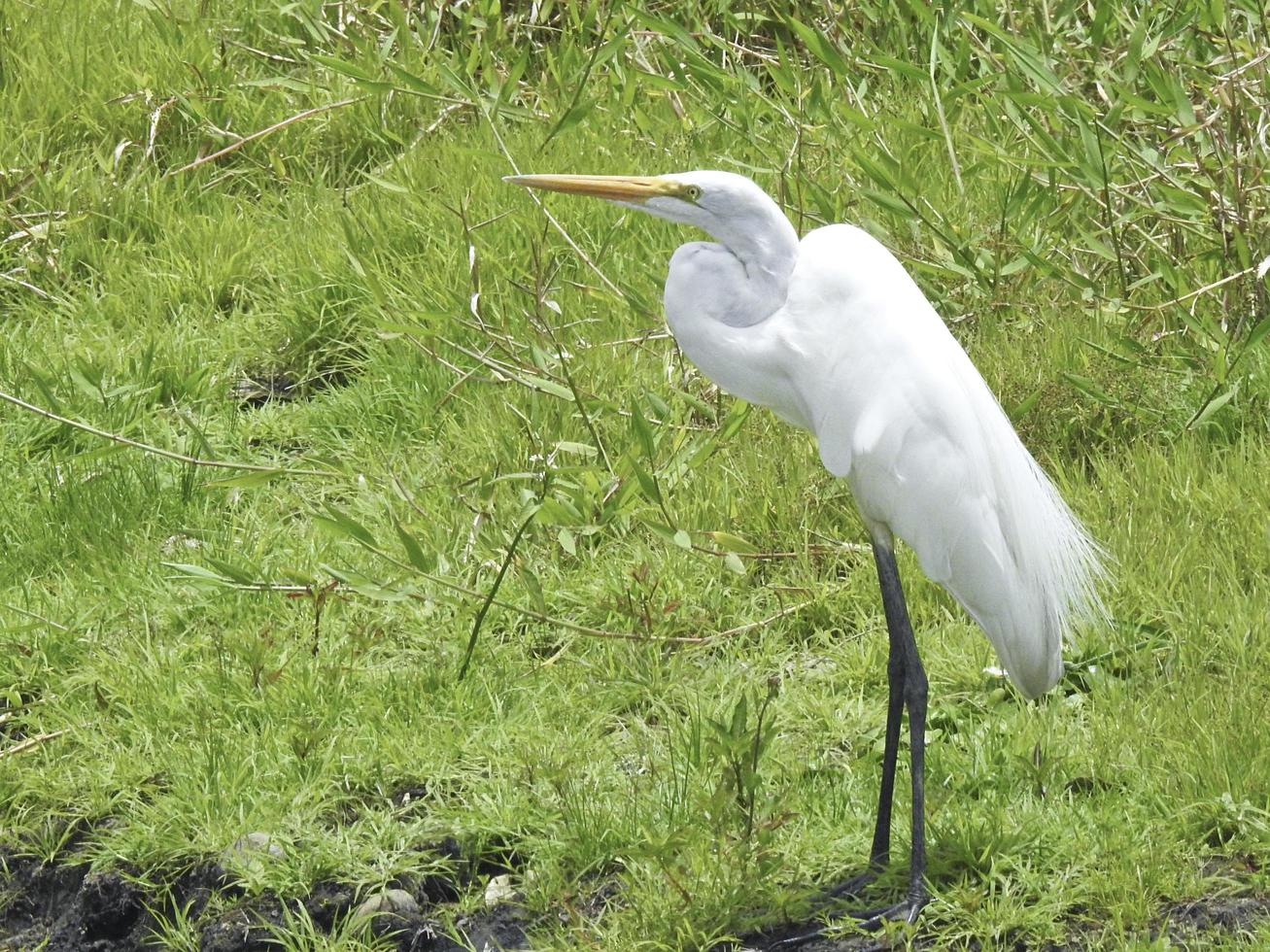 grote zilverreiger foto