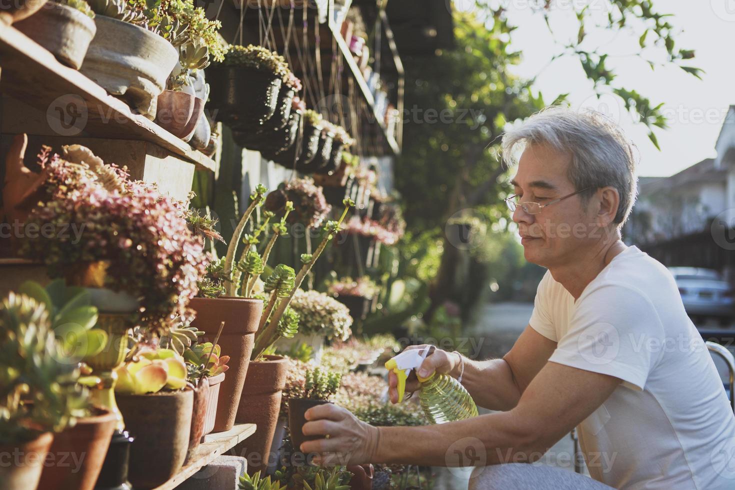 Aziatische senior man die een succulente plant water geeft in de tuin foto