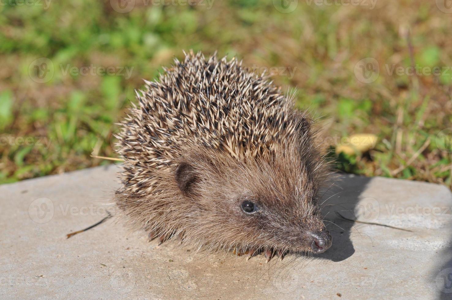 egel zoogdier dier foto