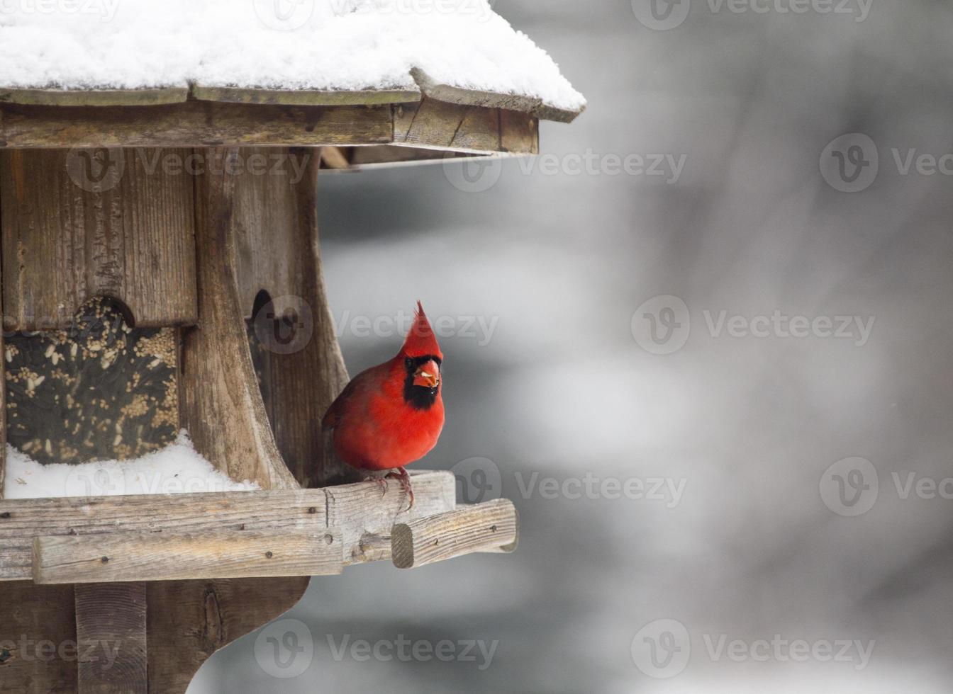 kardinaal bij vogelvoeder foto