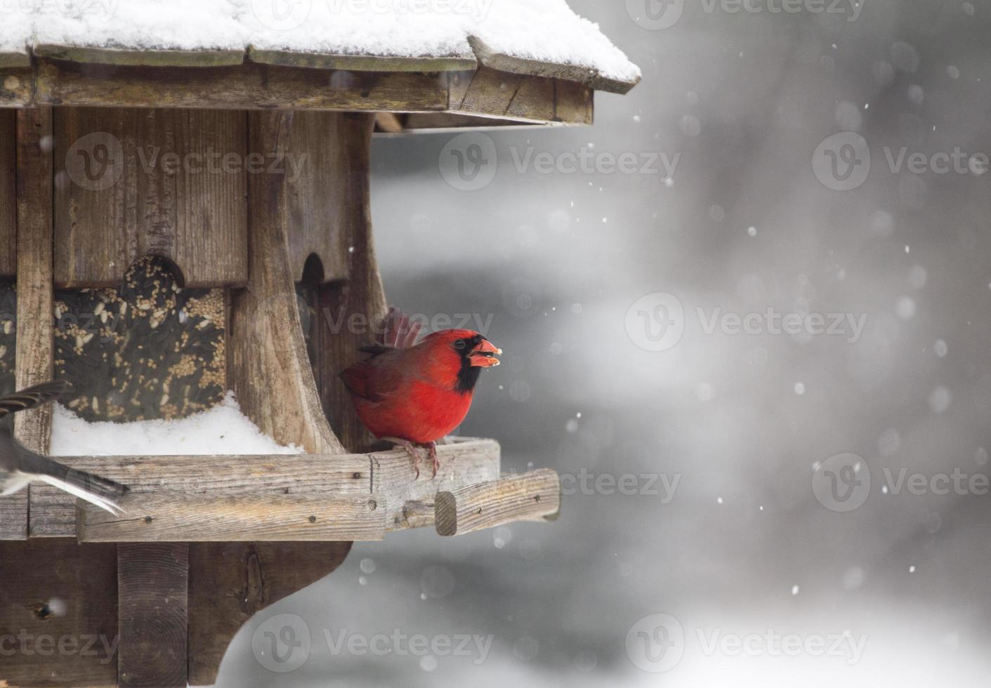 kardinaal bij vogelvoeder foto