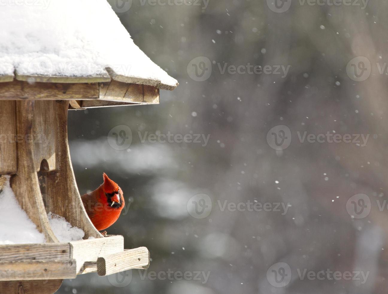 kardinaal bij vogelvoeder foto