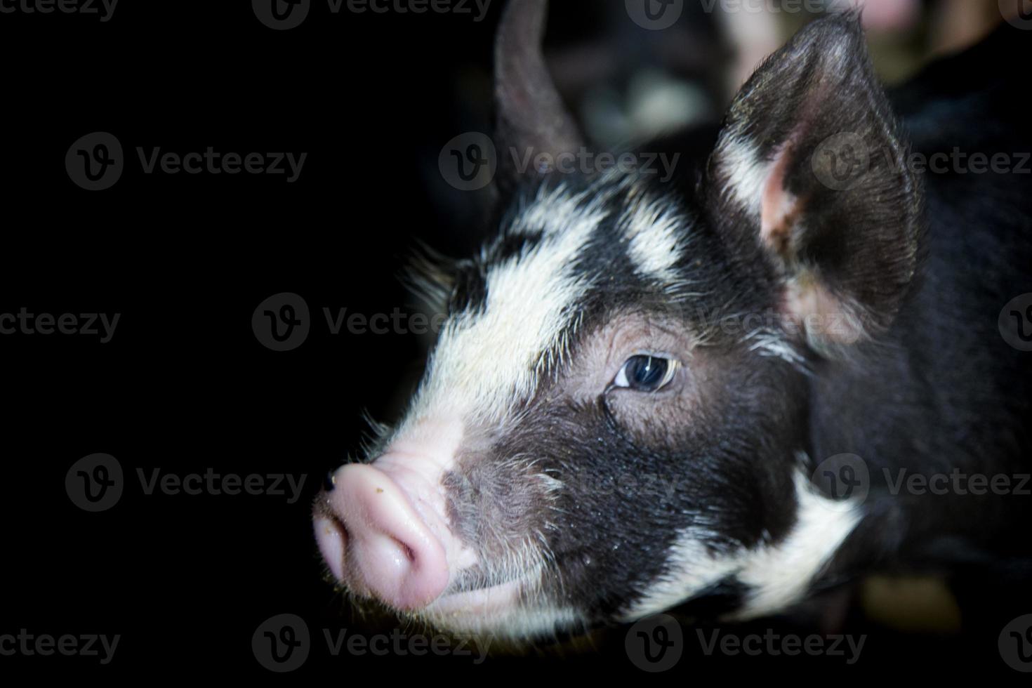 zwart varken of kurobuta-soort in varkenshouderij foto