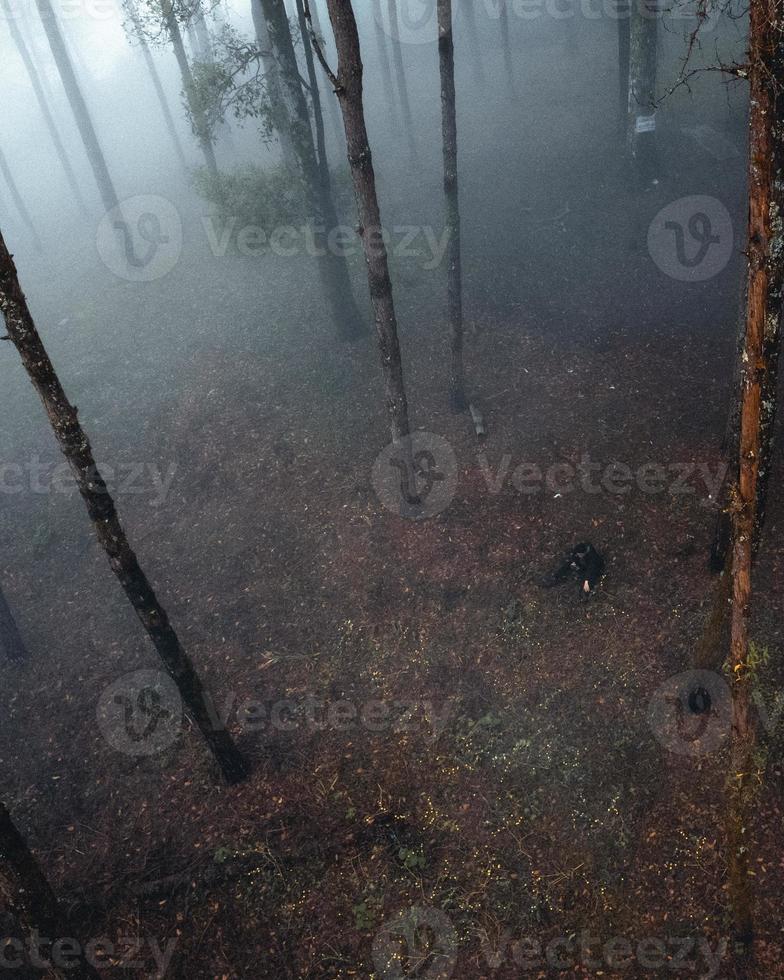 mistig bos en pijnbomen foto