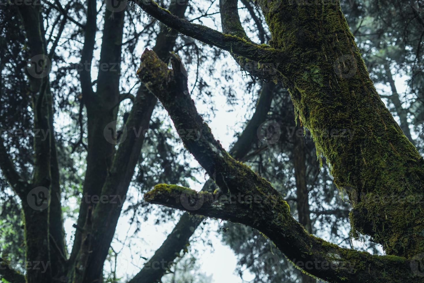 oude bomen en mos in het regenwoud foto