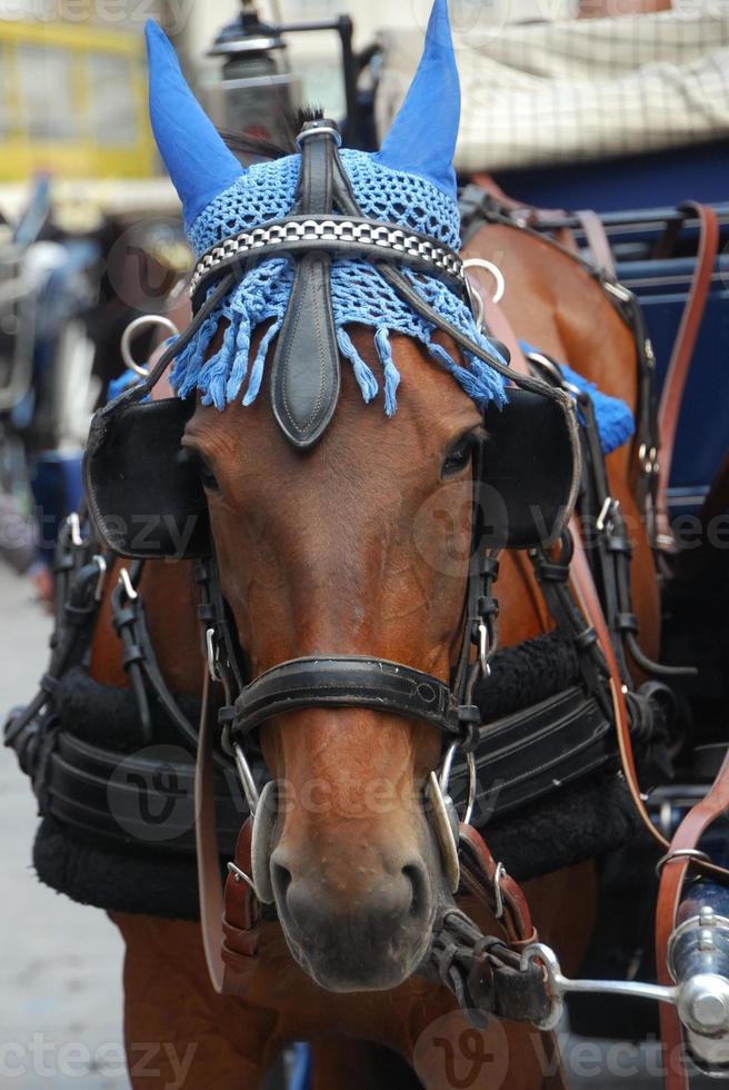 paardenkoets in wenen foto