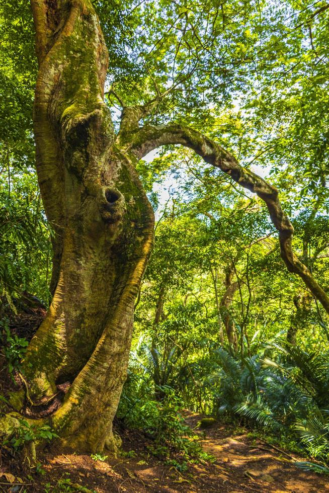 grote boom in natuurlijke tropische jungle bos ilha grande brazilië. foto