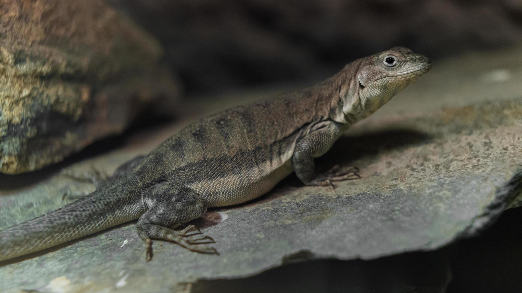 stekelige hagedis in terrarium foto