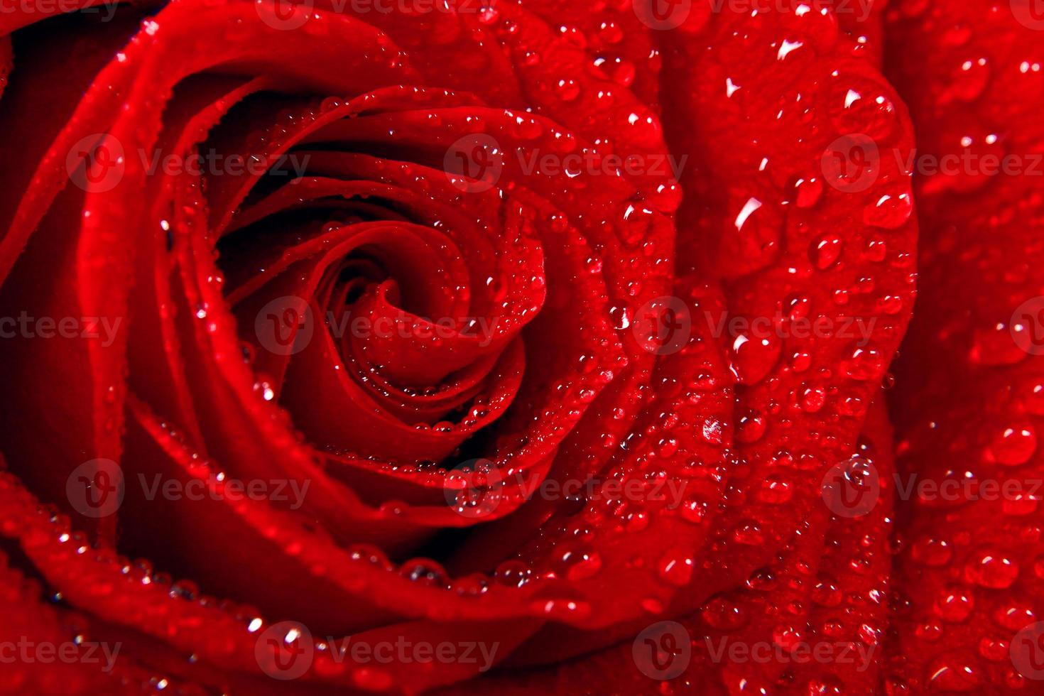 mooie rode roos. felicitatie achtergrond door st. Valentijnsdag foto
