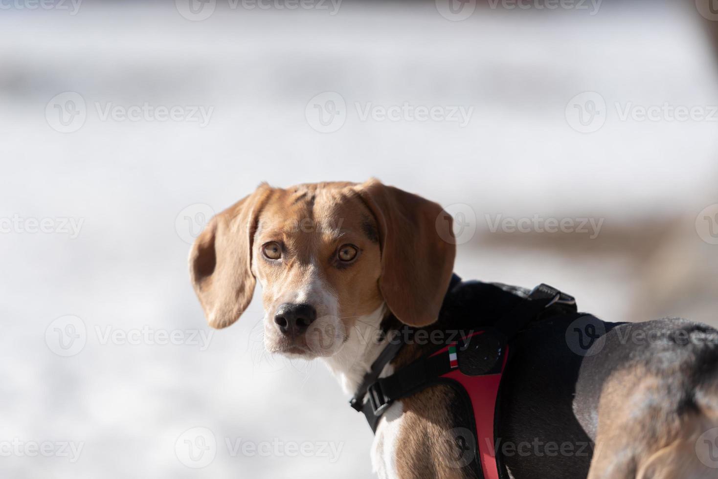 beagle puppy rusten in de sneeuw foto