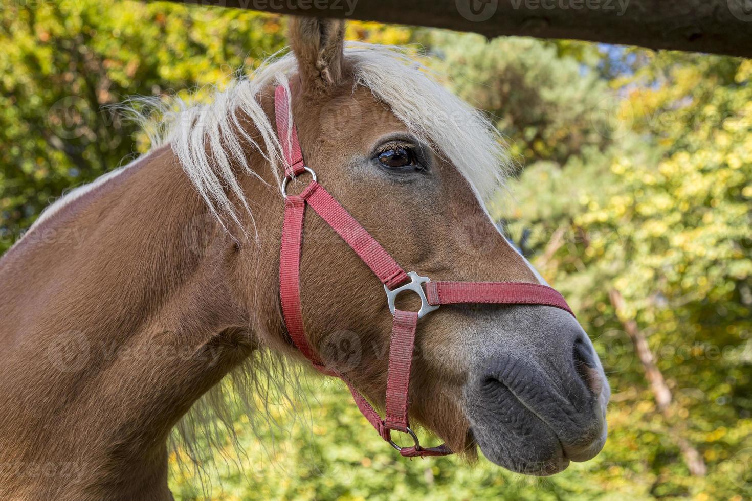 bruin paard in het veld, bruin paard portret. foto