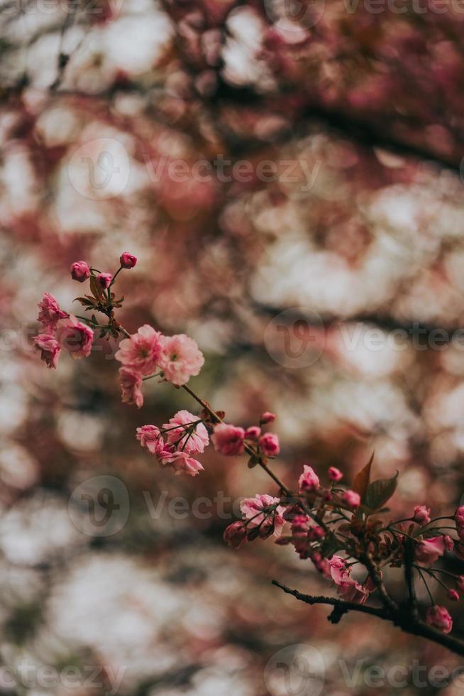 sakura japan bloesem lente foto