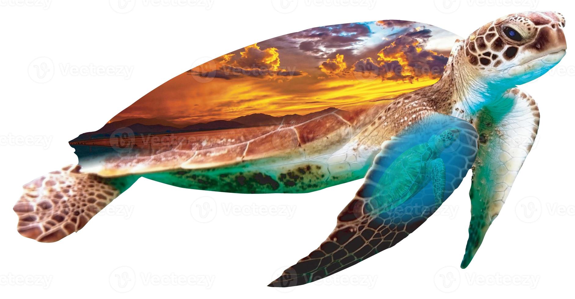 zeeschildpad collage foto