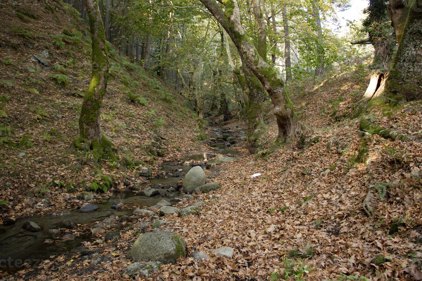 gevallen bladeren in de rotsachtige rivier. de rotsachtige kreek mondt uit in de langs de rivier. herfst verlaat het schilderachtige bos. prachtig bos- en rivierlandschap. foto