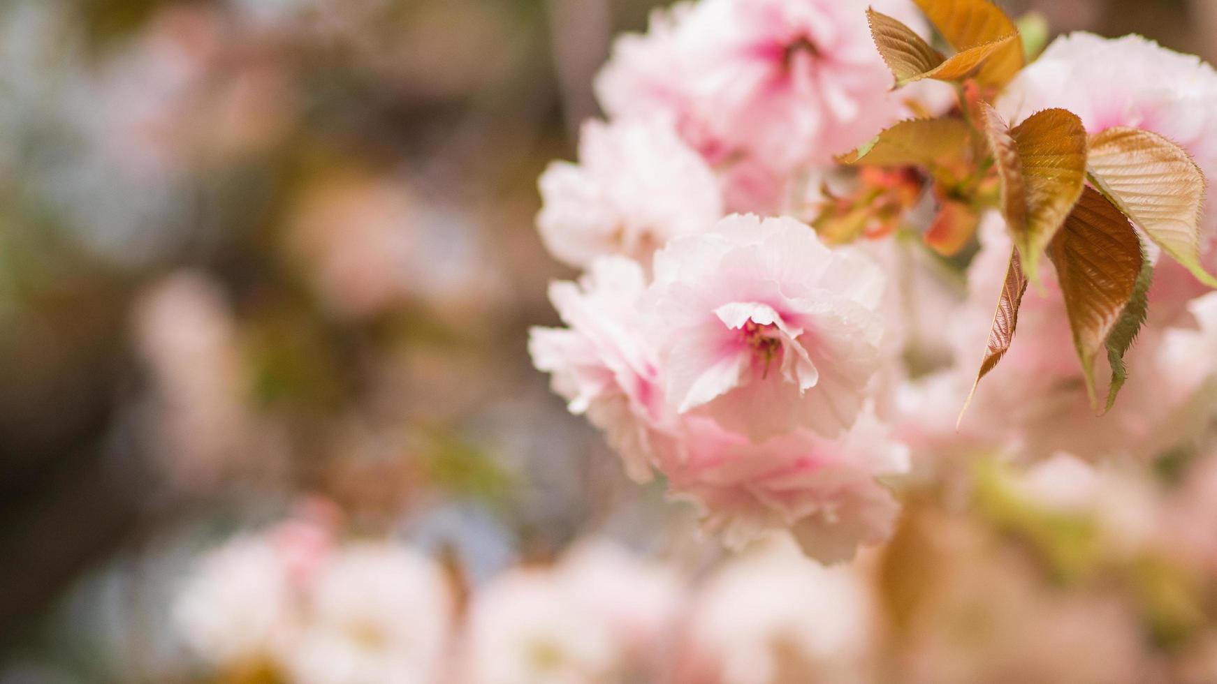 de yaezakura heeft meer dan 10 bloemblaadjes per bloesem. foto