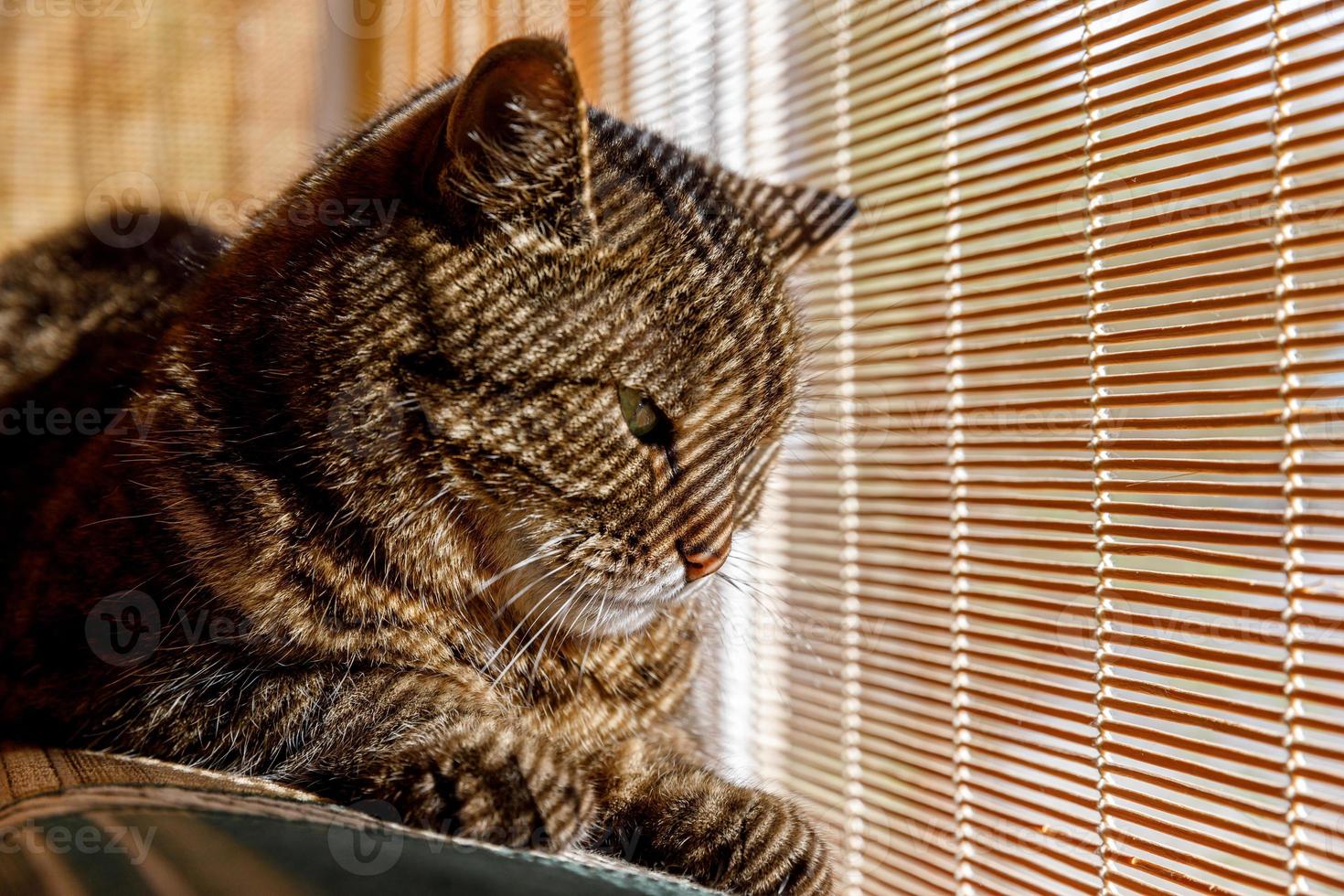 grappig portret arrogante kortharige binnenlandse Cyperse kat ontspannen in de buurt van jaloezieën thuis binnenshuis. kleine kitten mooi lid van de familie speelt in huis. huisdier zorg gezondheid en dier concept. foto