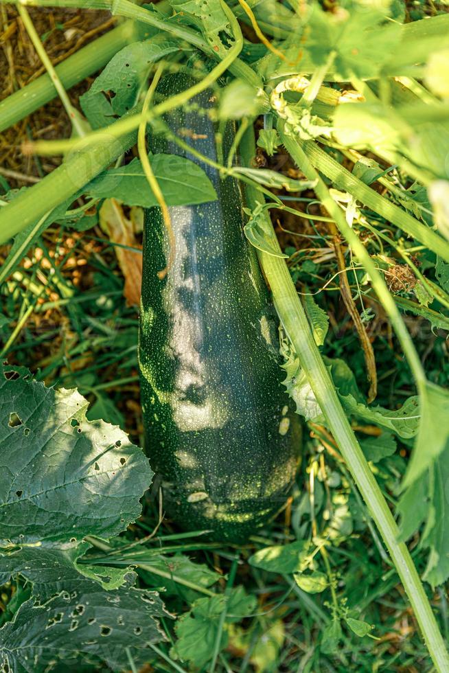 tuinieren en landbouw concept. vrouwelijke landarbeider hand oogst groene verse rijpe biologische courgette in de tuin. veganistische vegetarische zelfgekweekte voedselproductie. vrouw die courgettepompoen plukt. foto