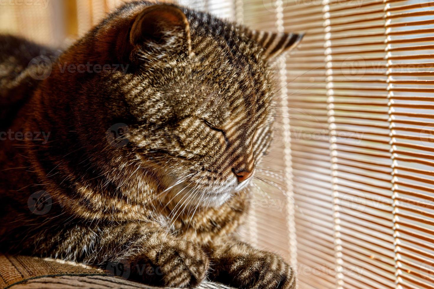 grappig portret arrogante kortharige binnenlandse Cyperse kat ontspannen in de buurt van jaloezieën thuis binnenshuis. kleine kitten mooi lid van de familie speelt in huis. huisdier zorg gezondheid en dier concept. foto