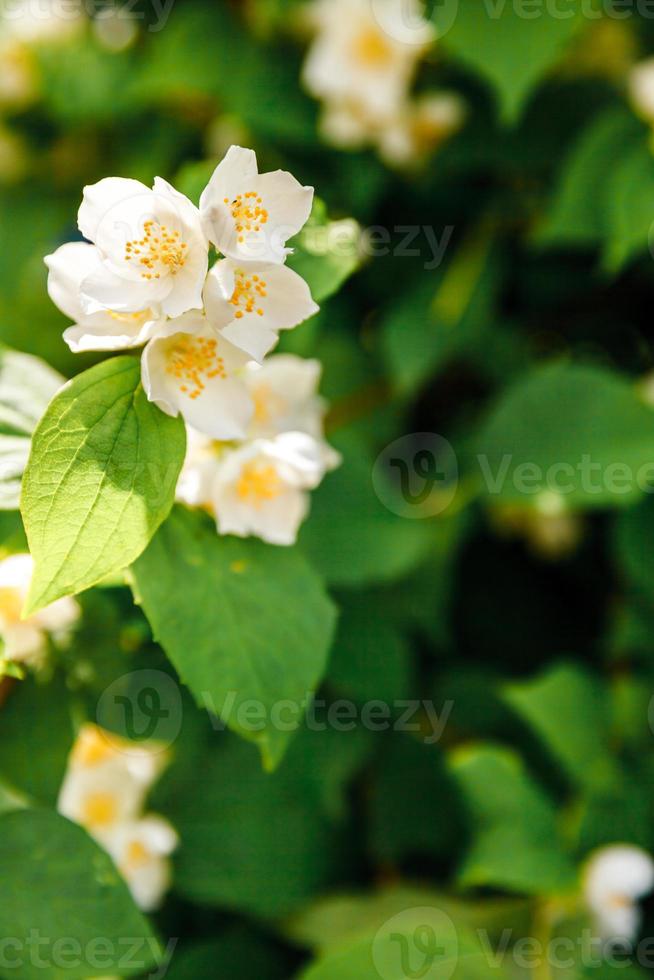 mooie witte jasmijnbloesem bloeit in het voorjaar. achtergrond met bloeiende jasmijnstruik. inspirerende natuurlijke bloemen lente bloeiende tuin of park. bloem kunst ontwerp. aromatherapie concept. foto