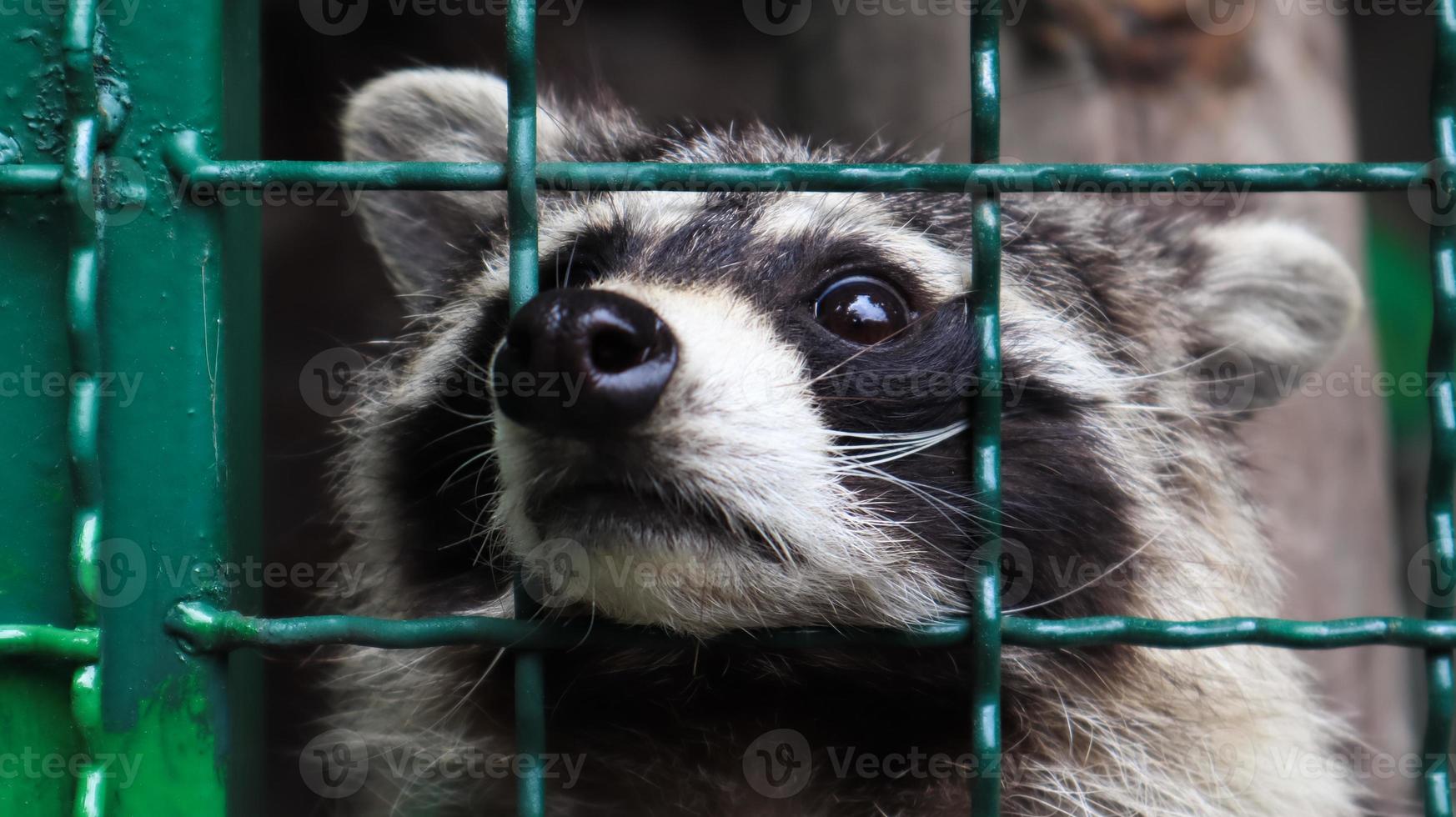 een wasbeer in een kooi in een dierentuin scant de grill. portret van een wasbeer die naar de camera kijkt zonder de ogen aan te raken. geslacht van roofzuchtige zoogdieren van de wasbeerfamilie. inwoners van amerika. foto