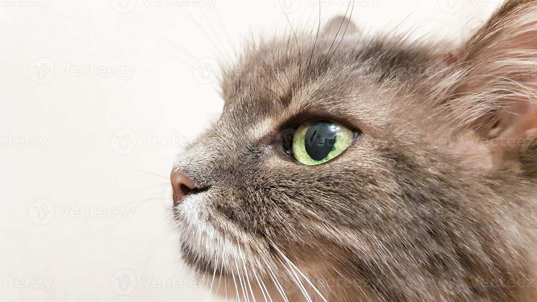 donkergroen kattenoog close-up. grijze volwassen langharige kattenserie. kat hoofd close-up op een witte muur achtergrond. kat kijkt naar de eigenaar tijdens het wachten op eten foto