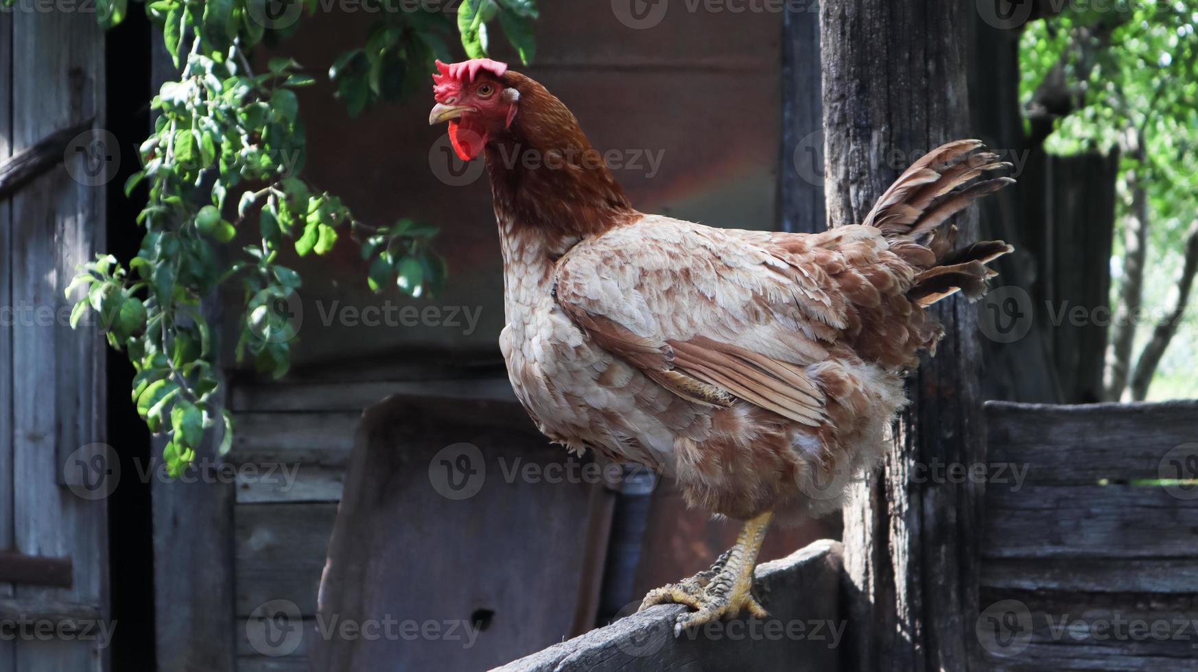 een grote roodbruine leghen op het platteland op een zonnige dag tegen een kleurrijke zomerse achtergrond. loman brown behoort tot het eitype van kippen. pluimveefokkerij, kippen- en eierproductie. foto