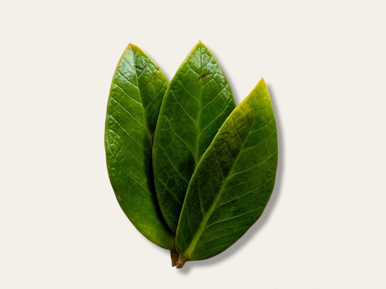 drie stapels groene bladeren op een wit scherm foto