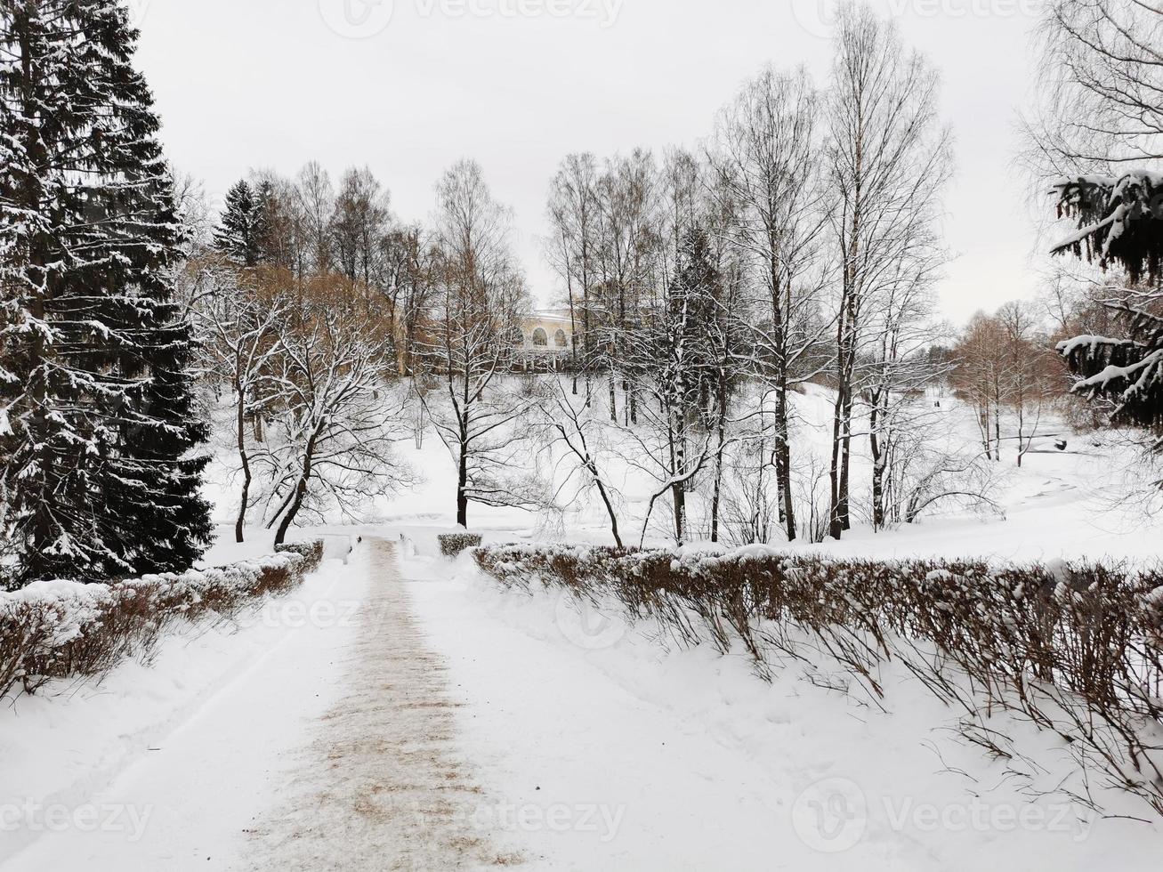 winter in pavlovsky park witte sneeuw en koude bomen foto