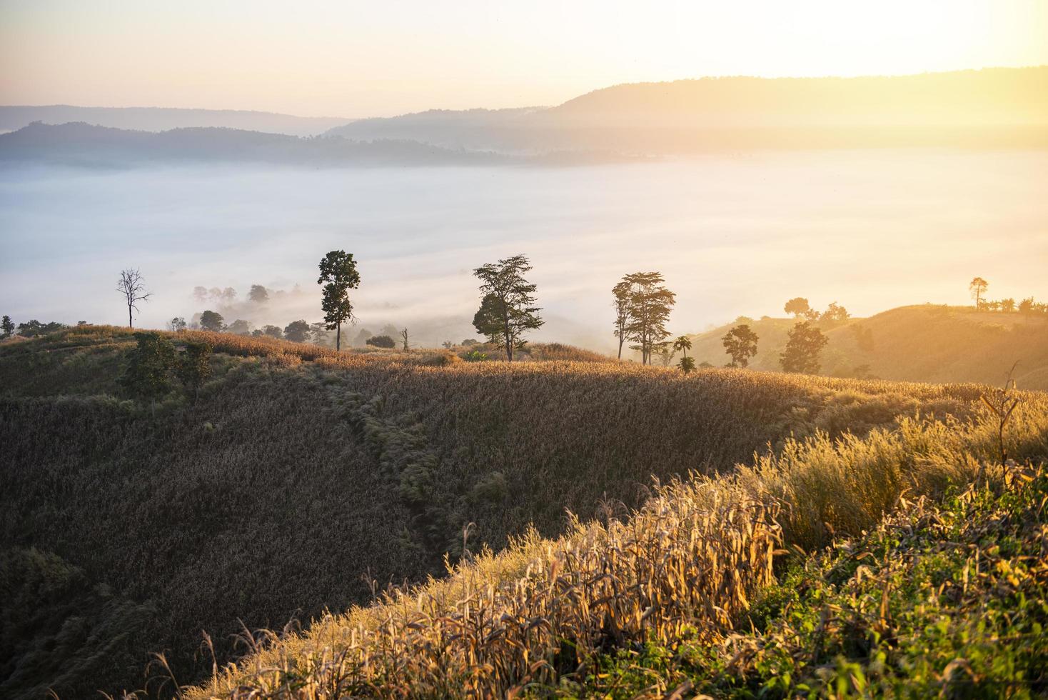 mistig landschap bos in de ochtend mooie zonsopgang mist dekking berg achtergrond op platteland winter foto