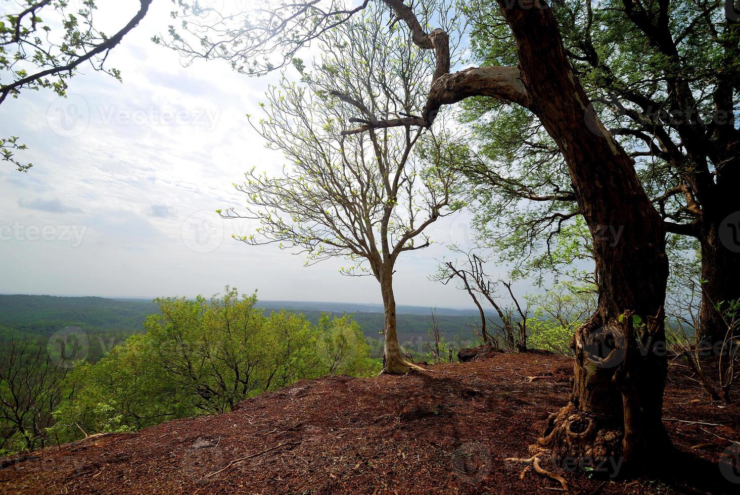 prachtig landschap met bomen foto