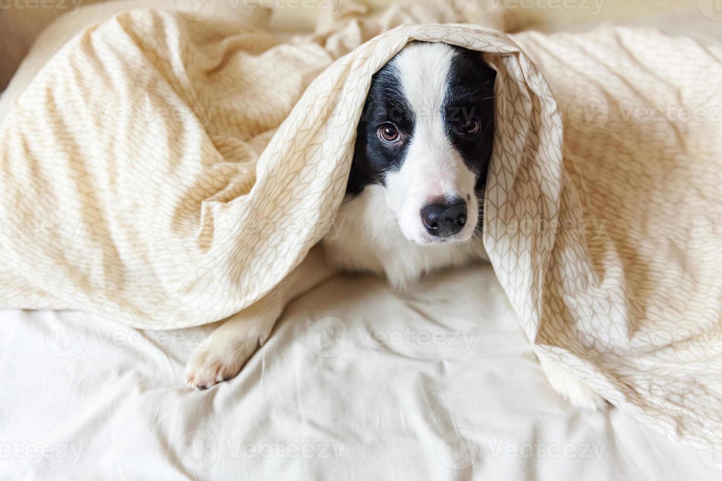 portret van schattige lachende puppy hondje border collie lag op kussen deken in bed. stoor me niet, laat me slapen. kleine hond thuis liegen en slapen. dierenverzorging en grappige huisdieren dieren leven concept. foto